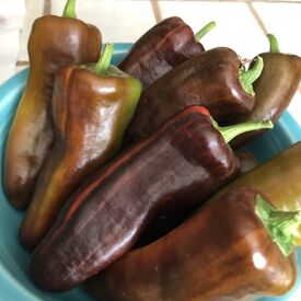 Mocha Swirl, (F1) Pepper Seeds